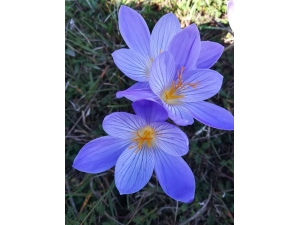 Karadeniz Yaylalarında ‘Vargit’ Dönemi