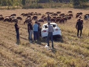 Iğdır’da Trafik Kazası: 1 Yaralı