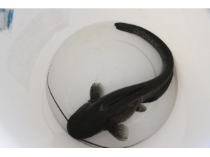 20 Bin Yayın Balığı, 7 İlde 7 Kaynağa Bırakılacak