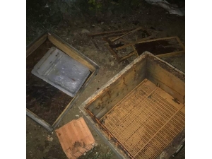 Kastamonu’da İlçeye Kadar İnen Ayı, 10 Arı Kovanını Parçaladı