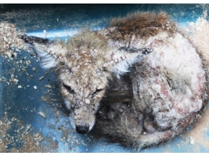 Enstitü Çalışanlarından Uyuz Tilkiye Yardım Eli