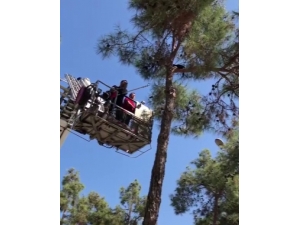 5 Saat Ağaçta Mahsur Kalan Kedi Kurtarıldı