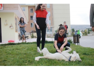 Bu Okulda Sadece Ders Değil Hayvan Sevgisi De Öğretiliyor