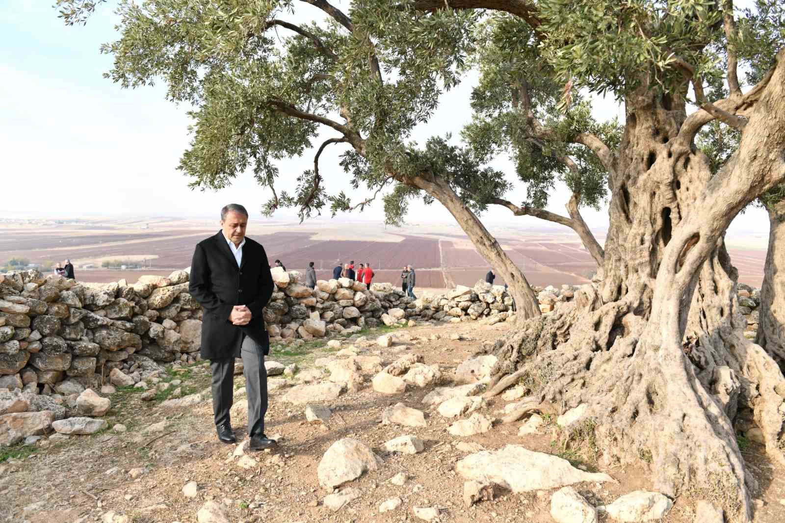 sanliurfa-da-1314-yillik-zeytin-agacinin-cevre-duzenlemesi-yapiliyor