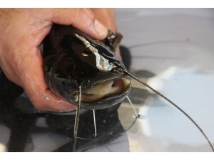 Aydın’da Yayın Balığı İle 10 Milyonluk Gelir Elde Edilecek