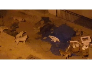 Domuz Ve Köpeklerin Yiyecek Kavgası