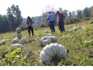 Türkiye’nin Kabak Ambarında Hasat Başladı