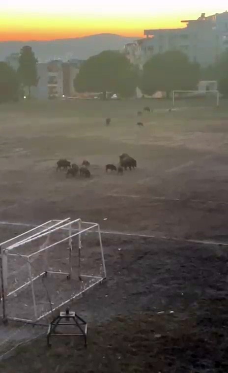 milas-ta-yaban-domuzlari-futbol-sahasini-mesken-tuttu