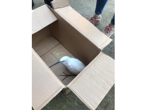 Küçük Akbalıkçıl Kuşu Saçmalara Hedef Oldu