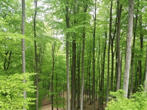 Samsun’da 55 Bin 555 Fidan Toprakla Buluşacak