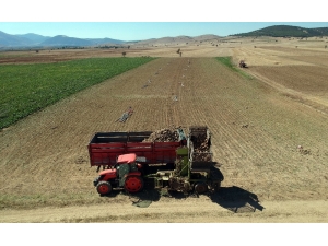 Şeker Pancarında Hasat Zamanı