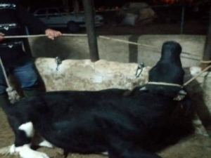 Bekilli’de ‘Kuduz’ Alarmı