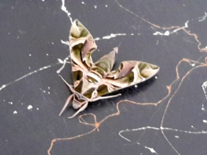 Konya’da Askeri Kamuflaj Desenli Kelebek Bulundu