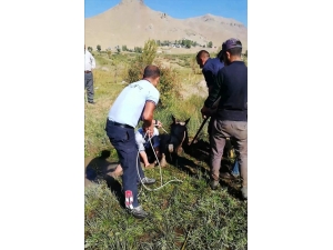Bataklığa Saplanan Sahipsiz Atı İtfaiye Kurtardı