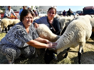İzmir Büyükşehir, Aliağalı Üreticilere Küçükbaş Hayvan Hibe Etti