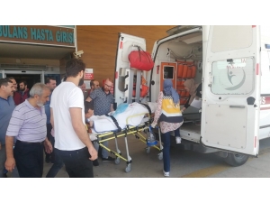 Ceviz Ağacından Düştü