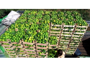 Irak’a Mandalina İhracatı Durdu, Tırlar Gümrükten Döndü