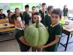 Öğrencilerden 42 Kiloluk Bal Kabağı