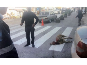 Başıboş Köpekler 9 Koyunu Boğarak Telef Etti