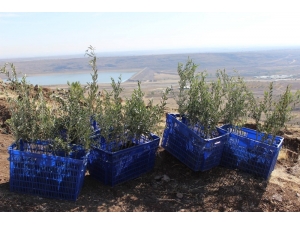 Kilis’te 15 Bin Yağlık Zeytin Fidanı Dağıtılacak