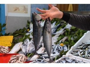 Palamut Çıkmaya Başladı, Fiyatlar Düşüşe Geçti