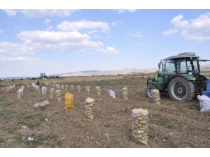 Şuhut’ta Kışlık Patates Hasadı Başladı