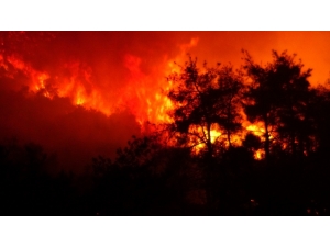 Bursa’da Çıkan Orman Yangını 4 Saatte Kontrol Altına Alındı