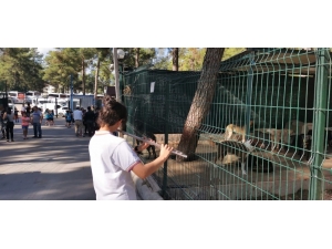 Çocukların Barınaktaki Hayvanlarla Buluşması Renkli Görüntüler Oluşturdu