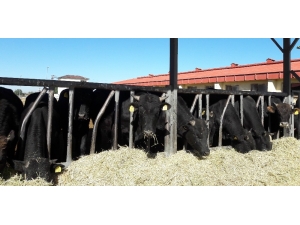 Doğu Anadolu Tarımsal Araştırma Enstitüsü’nden Hayvan Satışı