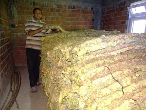 Hisarcıklı Tütün Üreticisinde Yüksek Fiyat Beklentisi