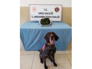 Ordu’da Uyuşturucuya Aman Yok