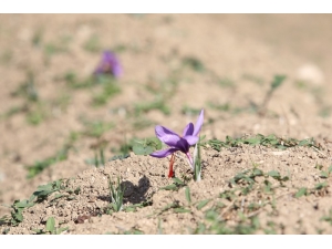 "Dünyanın En Pahalı Baharatı"nda Hasat Başladı