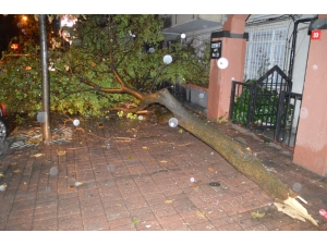 İstanbul’da Etkili Olan Yağmur, Bazı Ağaçları Yola Devirdi