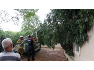 Maltepe’de Rüzgar Nedeniyle Kopan Ağaç Otomobilin Üzerinde Devrildi