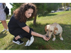 İzmit’te Sokak Hayvanlarına 150 Kilo Mama Dağıtıldı