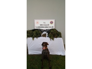 Ordu’da Kaçak Sigaraya Aman Yok