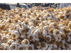 Sarımsağın Fiyatı Yüzde 45 Arttı