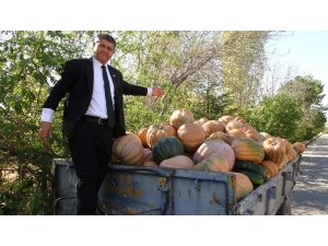 Isparta’da Kabak Hasadı Başladı