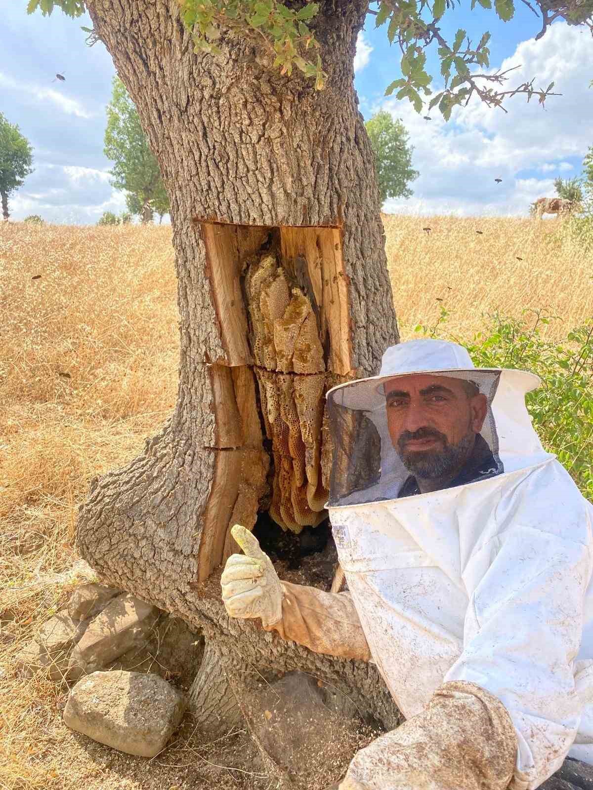arilarin-izini-surup-agaclarin-icinden-bal-cikardilar