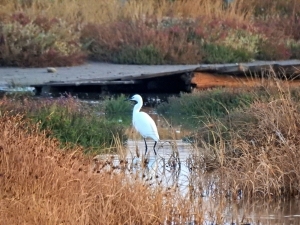 Alaçatı’daki Azmak Bölgesinde İlk Kuş Gözlemi