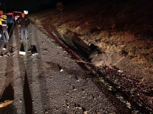 Minibüs Büyükbaş Hayvanlara Çarptı