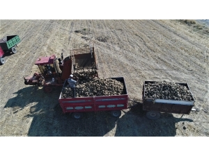 Bin 145 Çiftçinin Ektiği Pancarda Verim Yüz Güldürdü