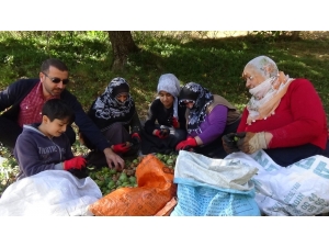 Muş’ta Ceviz Hasadına Başlandı