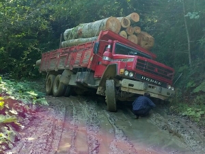 Tomruk Yüklü Kamyon Yan Yattı