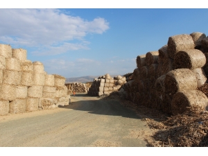 Biyokütle Enerji İçin Bitkisel Atık Alımına Başlandı