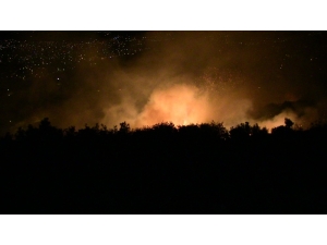 Samandağ’da Zeytinlik Alanda Korkutan Yangın