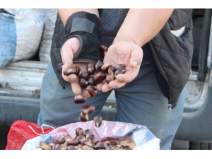 Türkiye’nin Kestane Pazarı Düzce’de Kuruluyor