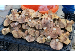 Çıntar Sezonu 20 Tl’den Açıldı