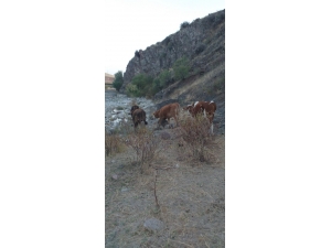 Kaybolan İnekleri Jandarma Buldu