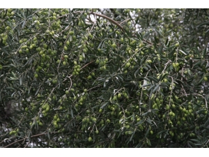 Zeytinde Rekolte Beklentisi 1 Milyon 515 Bin Ton